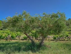 Olive trees in Côtes De Provence, France