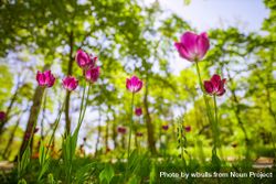 Forest floor with pink tulips 47DDkb