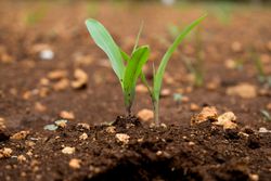 Young plant budding from soil
