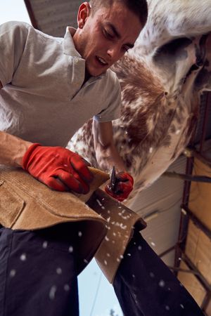 Blacksmith changing horseshoe to the leg of a horse using bald lime hammer pliers