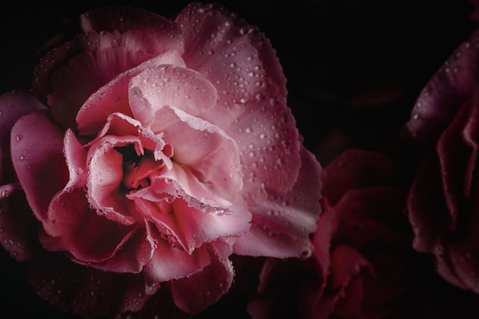 bouquet of pink carnations flowers