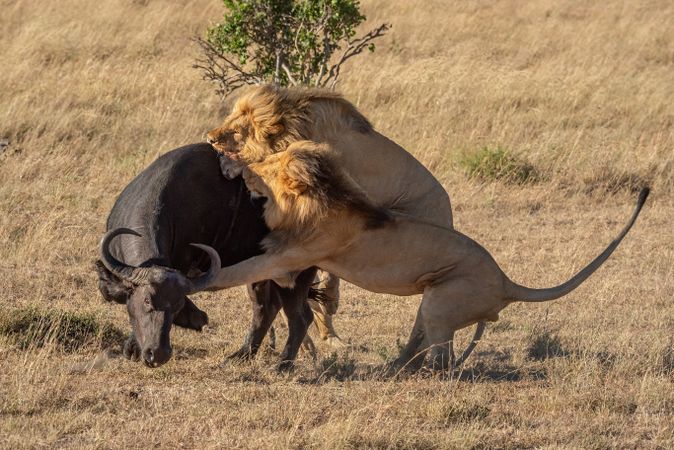 Two male lion attack buffalo from behind