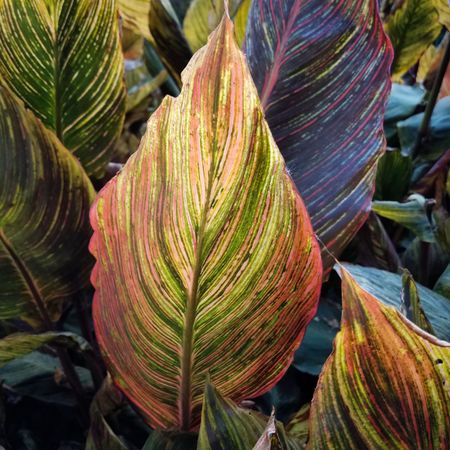 Large canna phasion leaf catching sunlight