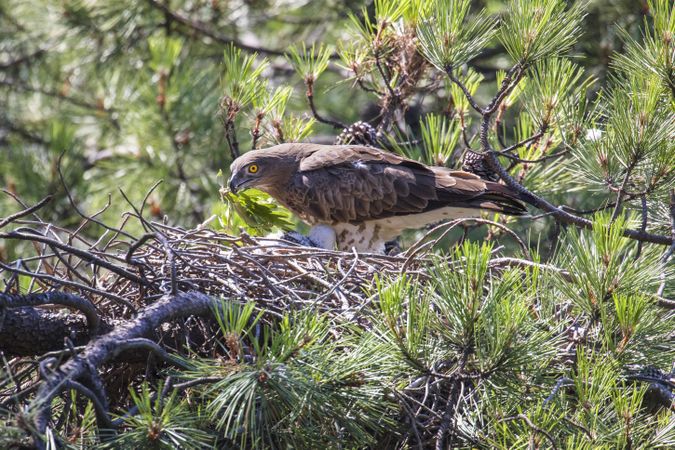 eagle near newborn bird in nest