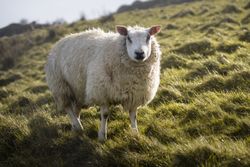 sheep on green spring field in sunshine