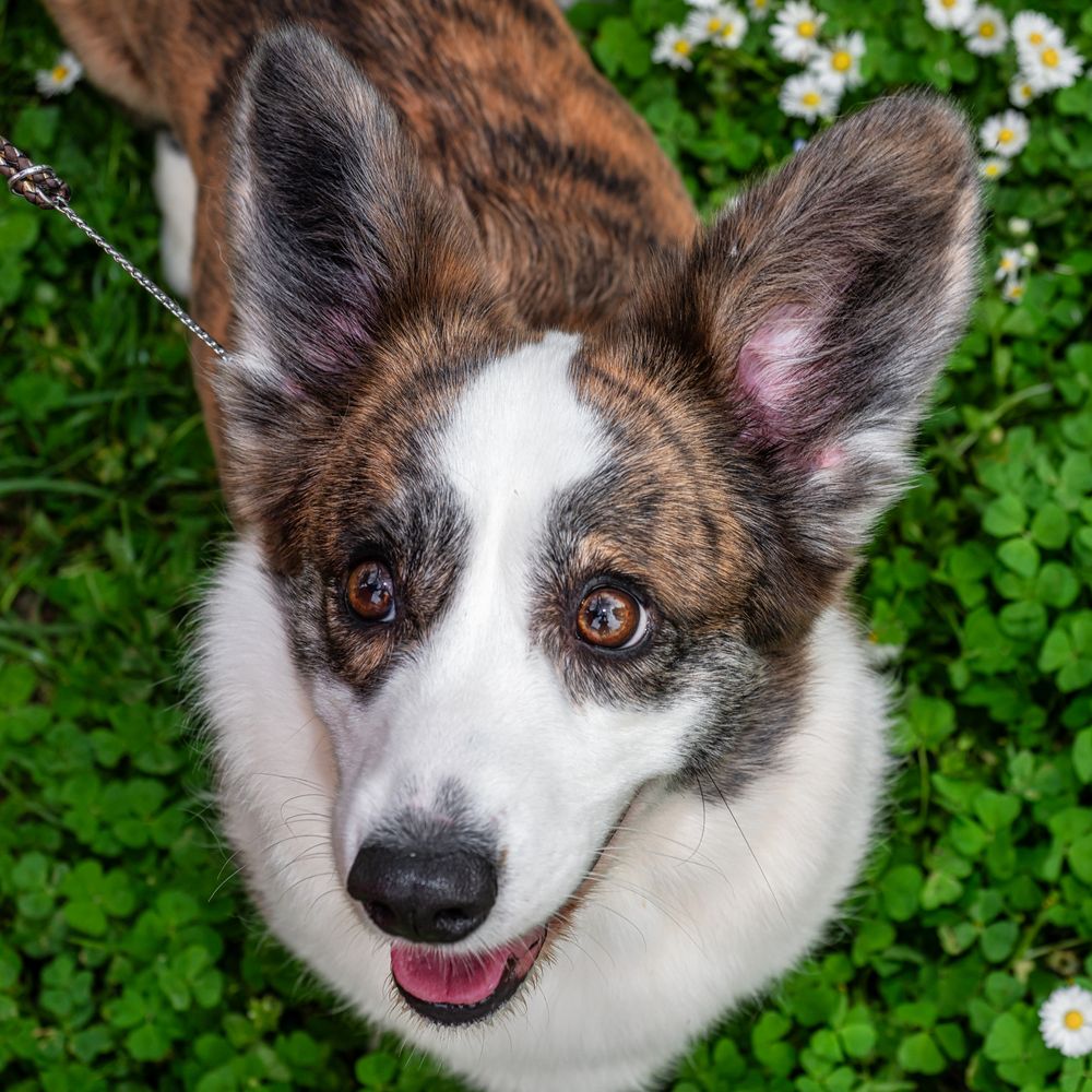 Funny corgi cardigan dog playing on a sunny lawn
