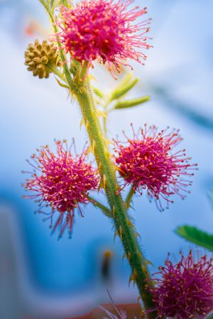 the delicate beauty of the Mimosa pudica flower, commonly known as putri malu