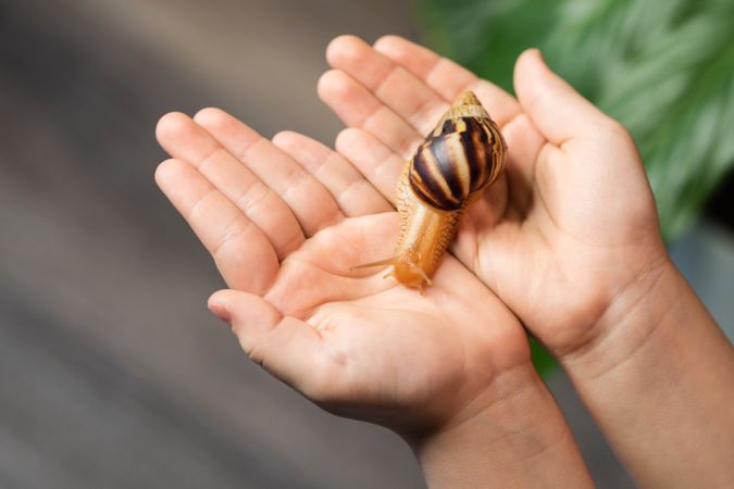 Achatina snail is crawling on woman's palms