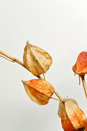 Dried leaves, educational still life for drawing