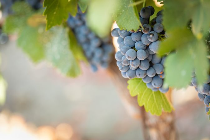Vineyard with Lush, Ripe Wine Grapes on the Vine Ready for Harvest