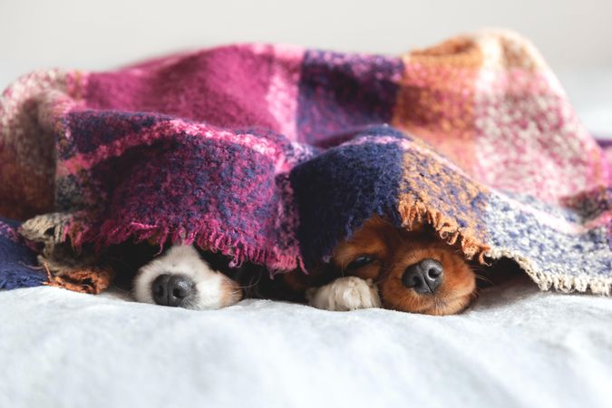 Two cavalier spaniels hiding under purple blanket