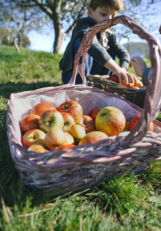 Wicker basket with fresh organic apples from harvest with boy in background