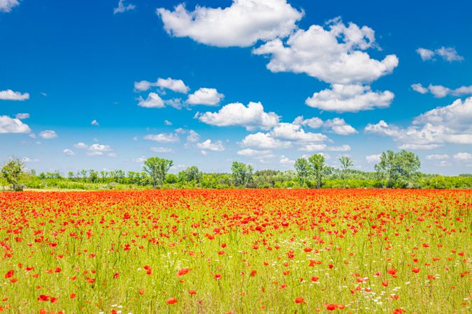 Poppy field on sunny day