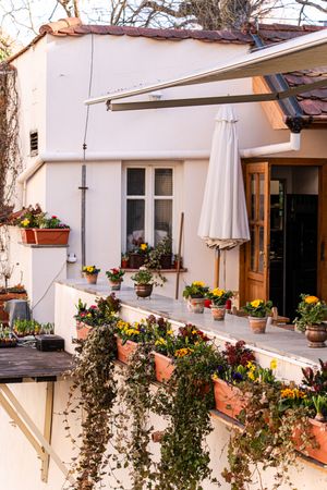 Rural yard with flowering plants