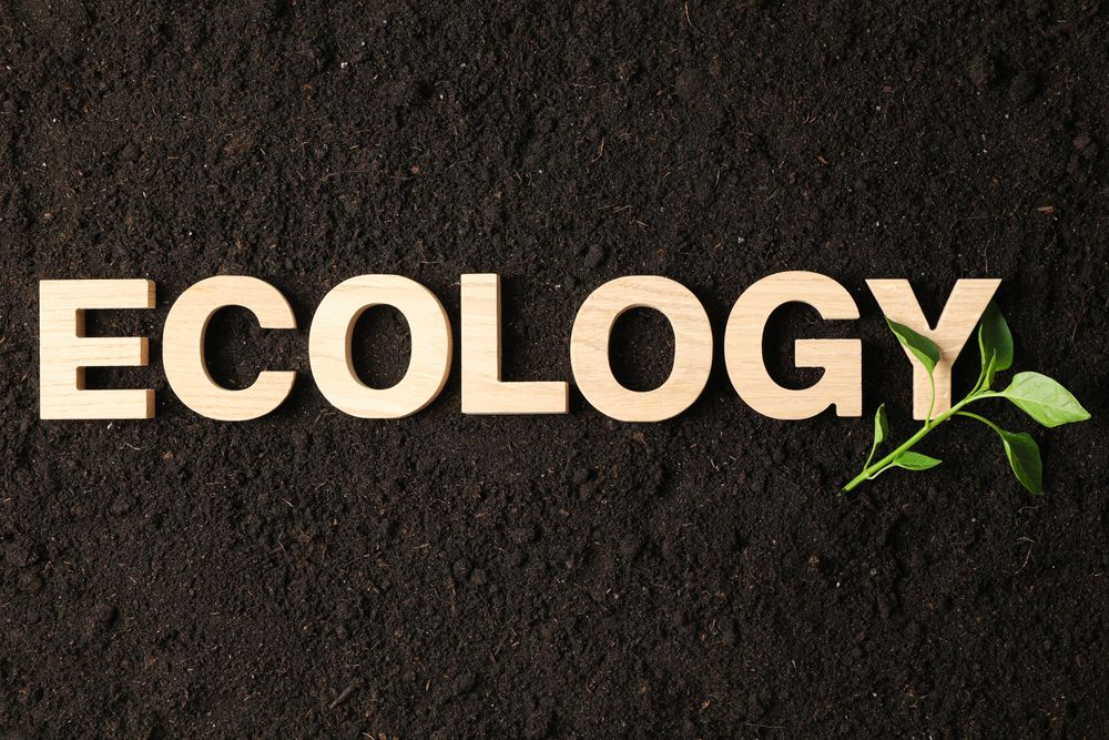 Inscription ecology and green sprout on soil background, space for text. Environmental protection
