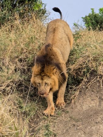 Male lion walking down a small slope in Kenya