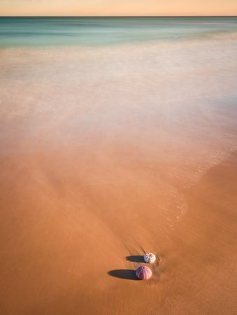 Mollusks on sand near waving sea