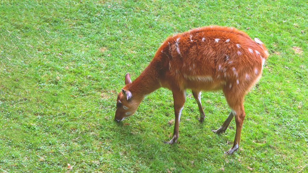 A small deer grazes on the grass. Deer is in green grass.
