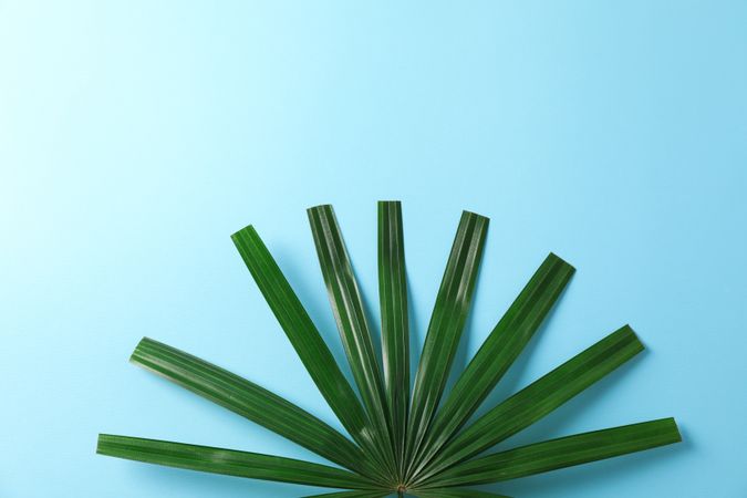 Green washingtonia leaves on blue background, space for text