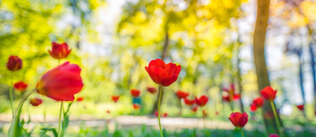 Red tulips in the forest, wide