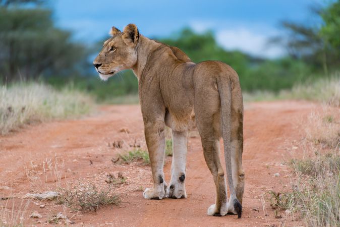 Brown lioness walking on brown dirt field