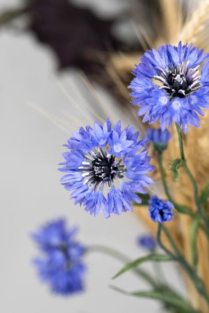 Purple Dried flowers, educational still life for drawing