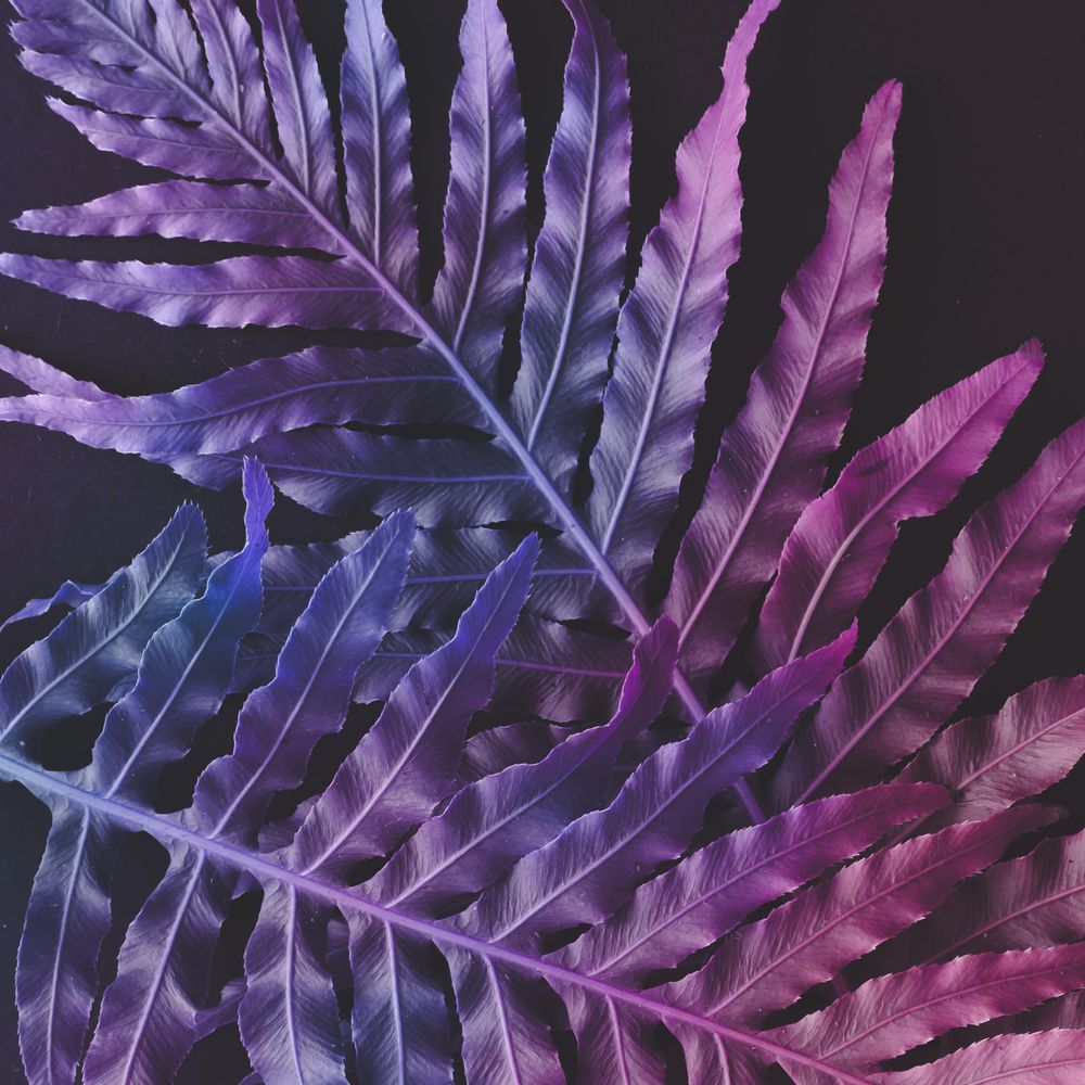 Tropic purple leaves layout