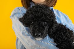 Owner’s arm holding cute dog