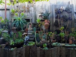 Succulent and cacti garden