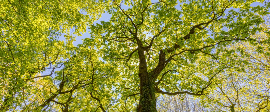 Banner of top of large tree in bloom