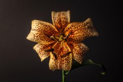 Orange lily flower with droplets