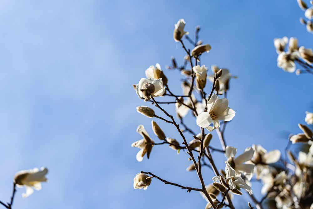 Blooming magnolia tree in the spring park