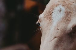 Horse on walk tied to tree and looking at camera