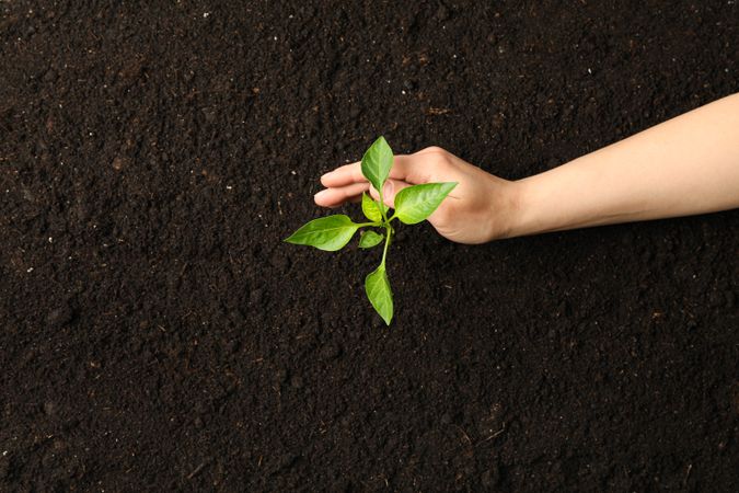 Female hand hugs a green sprout in soil, top view and space for text. Environmental protection. Agriculture