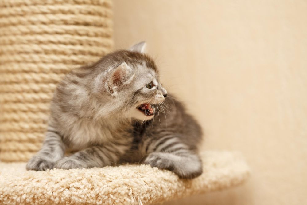 Adorable small kitten standing between a cat house and a scratching post