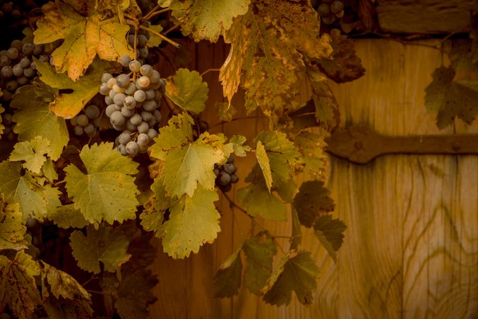 Red grapes in autumnal decor