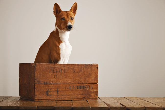 Dog sitting in wooden box