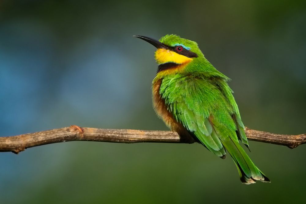 Green European bee-eater on tree branch