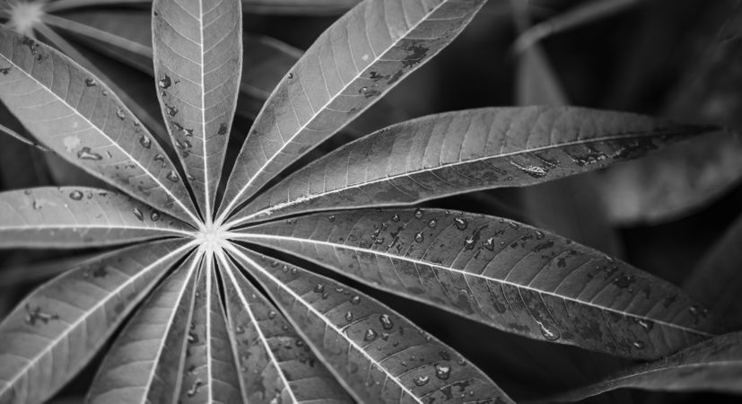 Wide shot of top of leaf in monochrome