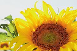 Beautiful sunflower, close up. Farming, agriculture. Autumn harvest