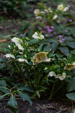 Beautiful winter rose plant flowers in the park