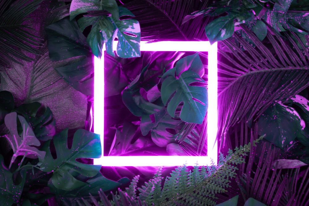 Creative fluorescent color layout made of tropical leaves with neon light square