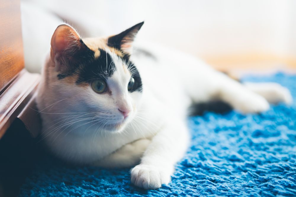 Cute cat lying on blanket