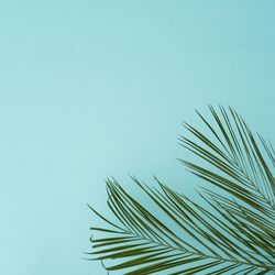 Tropical green leaves on baby blue background