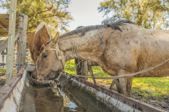 Horses drinking water in long drinker on barnyard