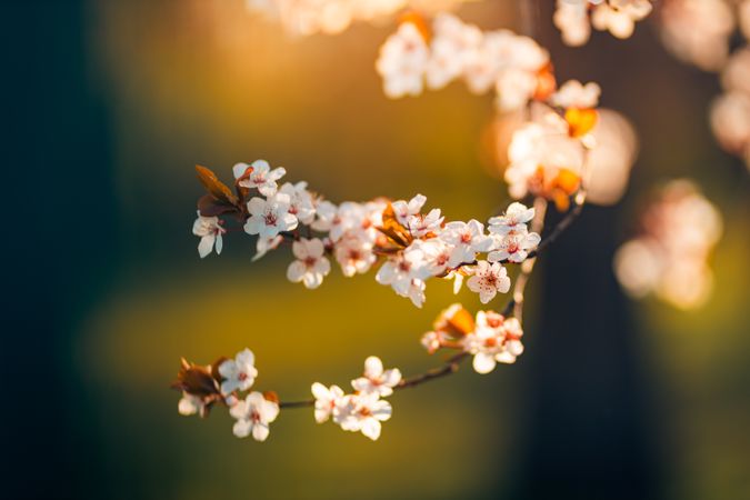 Branch of flowers on a cherry blossom tree with blurry background