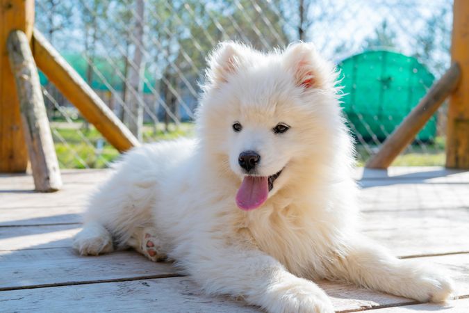 Japanese Spitz puppy laying on wooden floor near fence
