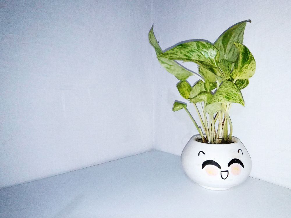 vase of ivy flower on desk