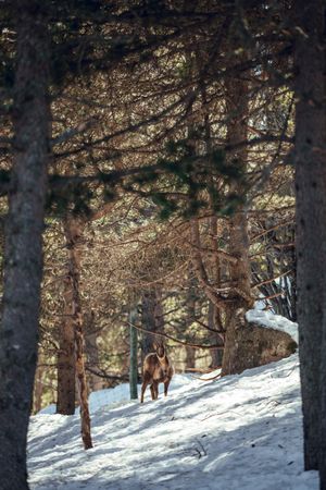 Wild goats pasturing near tree between snow