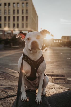 Strong dog spending time in street of city